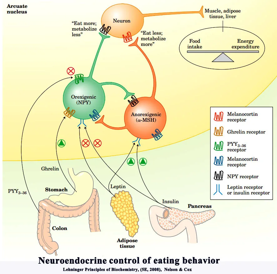 Metabolic Homeostasis: Regulation of Body mass and Eating behavior