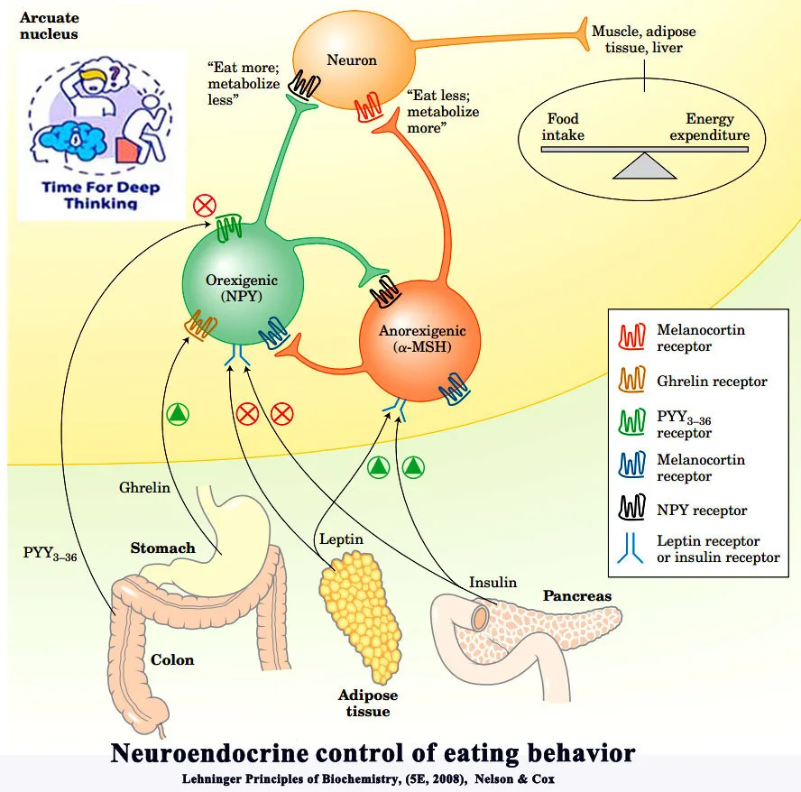 MCQs on Integration of Metabolism: Division of labor among tissues; Hormonal regulation; Regulation of body mass and eating behavior