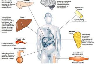 Integration of metabolism: Tissue specific metabolism