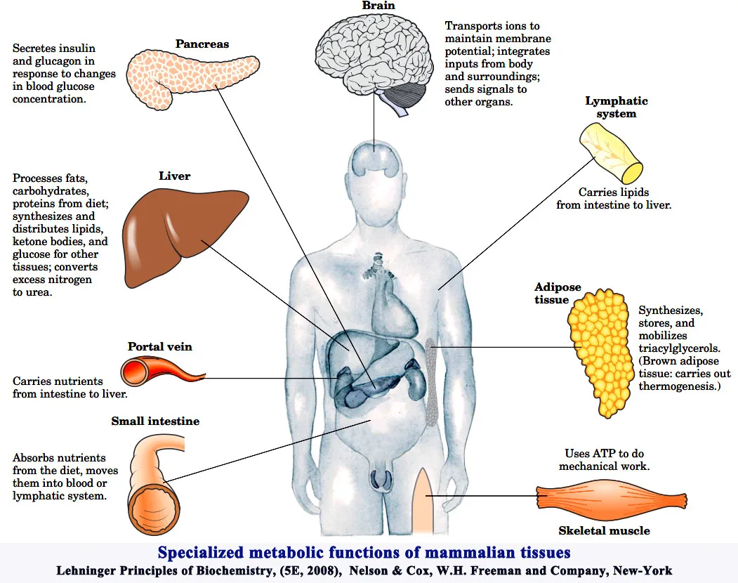 Integration of metabolism: Tissue specific metabolism