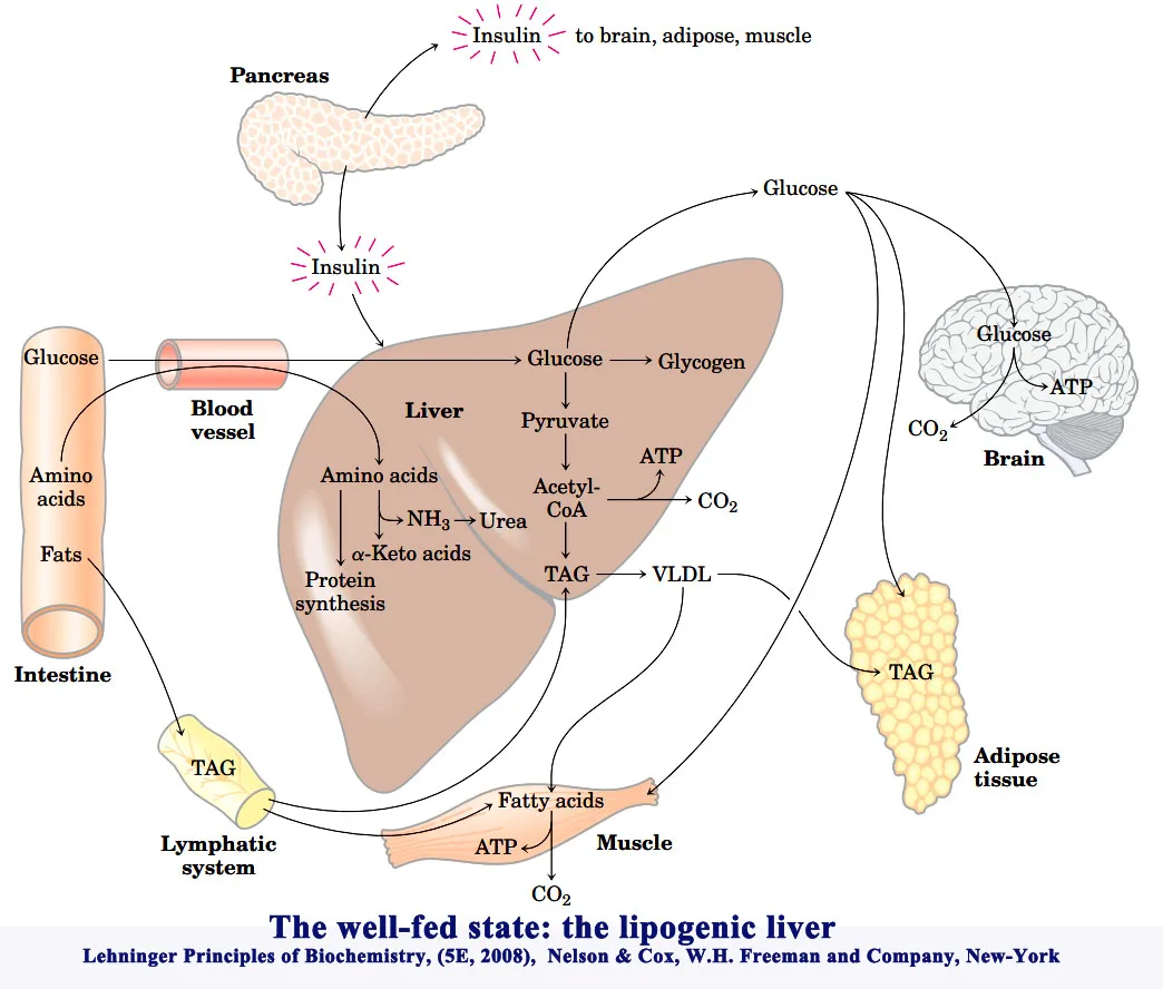 Integration of metabolism: Hormonal integration of fuel Metabolism