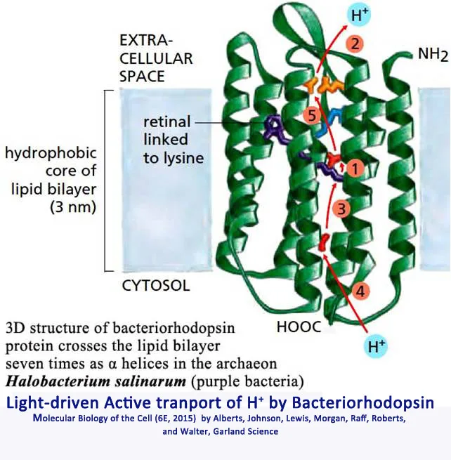 Light and  Redox reaction-driven Active Transport
