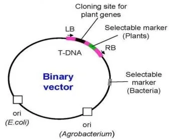 Cloning vectors for plants and animals