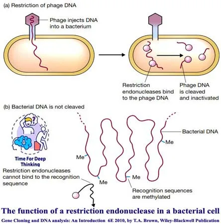 MCQs on Restriction Endonucleases