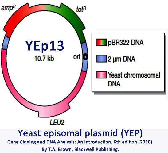 Yeast DNA vectors PPT