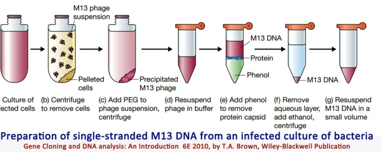 Lambda and M13 Phage DNA Isolation
