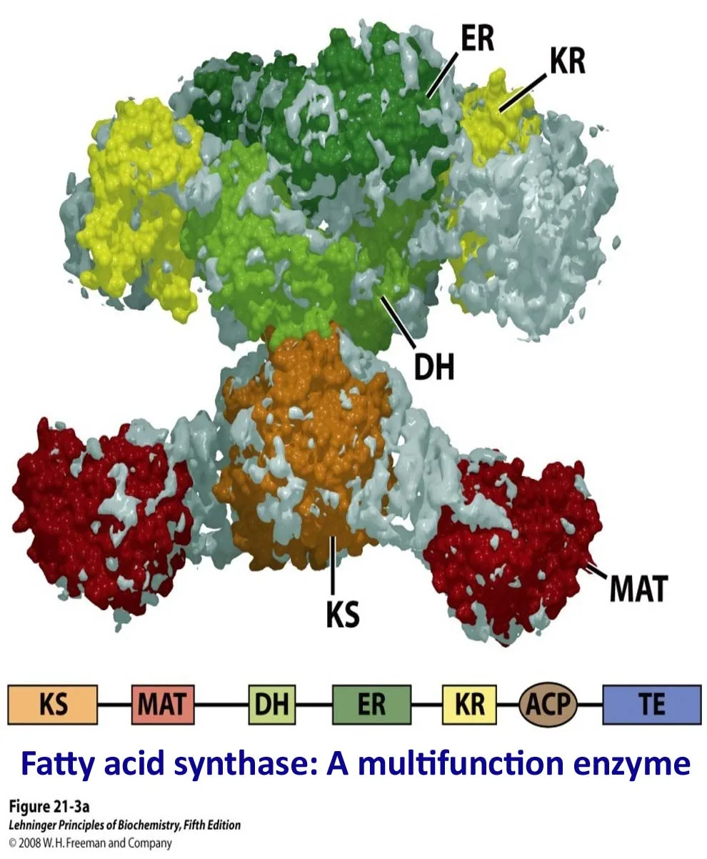 Multifunctional enzyme Fatty Acid synthase