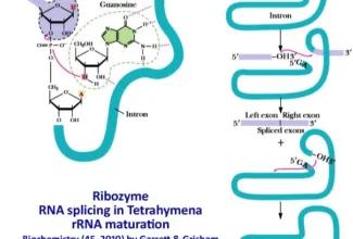 Ribozymes PPT