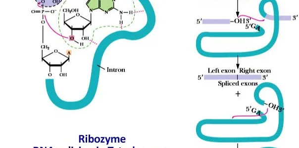 Ribozymes PPT