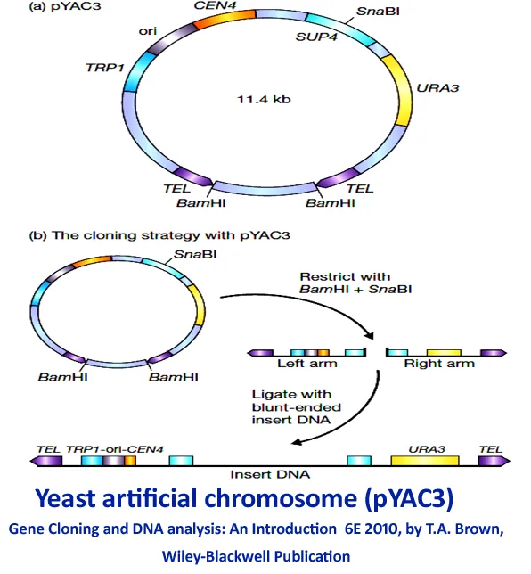 Artificial Chromosomes: PACs BACs YACs