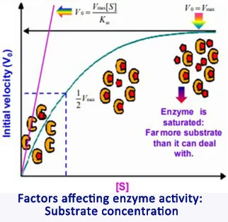Factors affecting enzyme activity